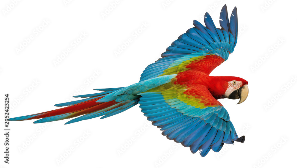 Obraz premium Scarlet Macaw parrot flying with spread wings, vibrant colors