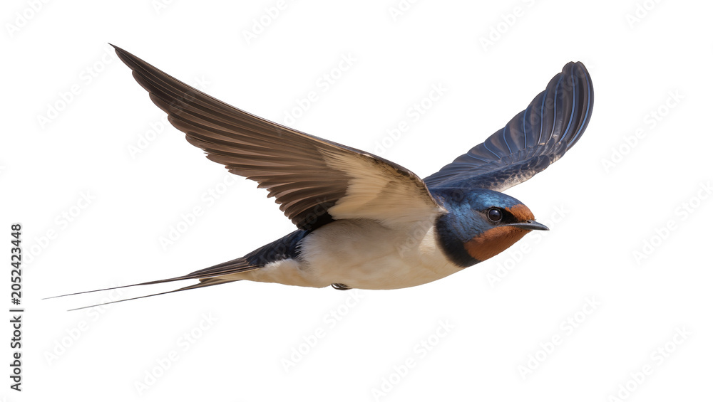 Obraz premium Barn swallow bird in flight with wings spread wide