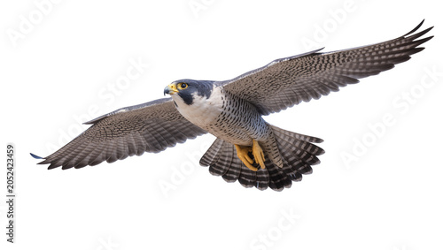 Photography Peregrine falcon in flight with wings spread