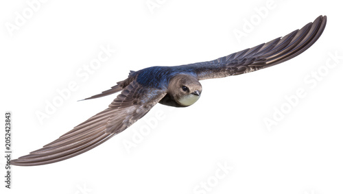 Slika na platnu Swift bird in flight with spread wings, blue and brown feathers