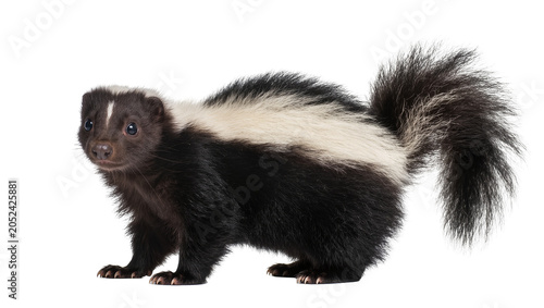 Bild auf Leinwand Striped skunk with bushy tail and white stripe on back