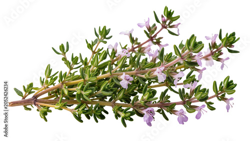 Obraz na plátně Fresh thyme herb sprigs with small purple flowers
