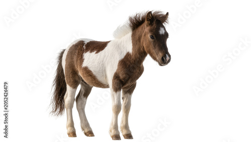 Cuadro en lienzo Brown and white spotted miniature horse foal standing