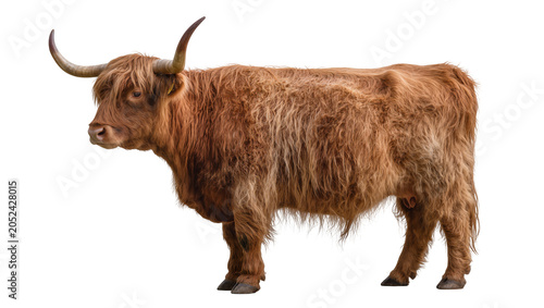 Schilderij op canvas Highland cow with long brown shaggy fur and curved horns