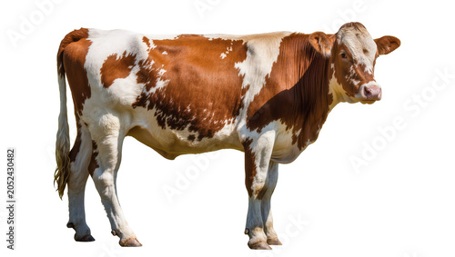 Foto Brown and white spotted cow standing sideways