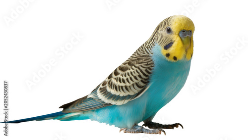 Schilderij op canvas Blue and yellow budgerigar parrot perched