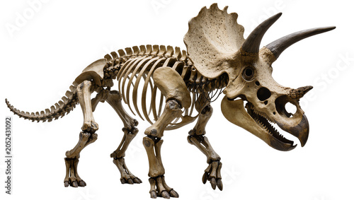 Cuadro en lienzo Triceratops dinosaur skeleton fossilized bones