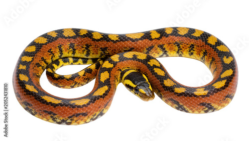 Billede på lærred Orange and yellow patterned corn snake coiled