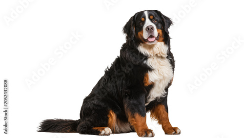 Foto Bernese Mountain Dog sitting with tongue out