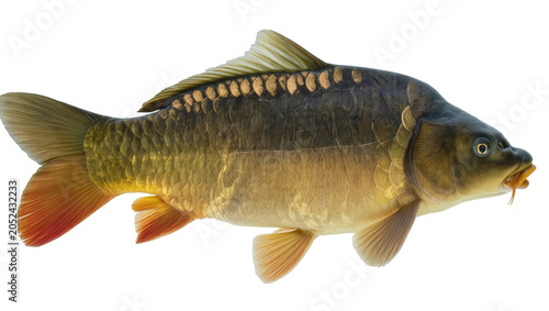 Common carp fish with scales and fins