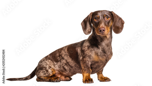Fotografie Dachshund dog with merle coat sitting