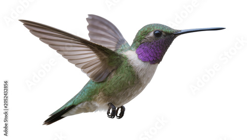 Fényképezés Hummingbird with iridescent green feathers and purple throat in flight