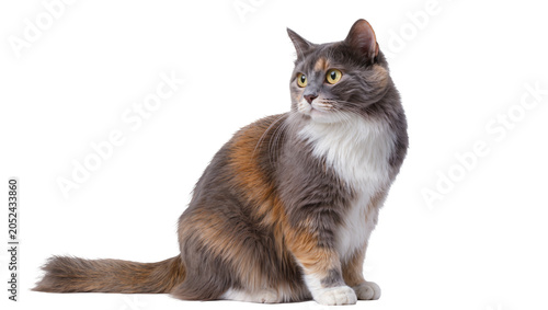 Tableau sur toile Dilute calico cat with yellow eyes sitting and looking to the side