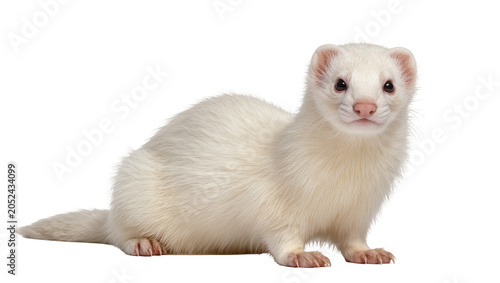 Cuadro en lienzo Albino ferret with white fur and pink ears looking forward