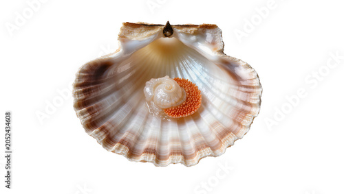 Quadro su tela Scallop shell with pearl and roe