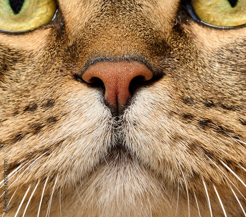 Domestic cat's face, emphasizing the pink nose and fluffy whiskers.