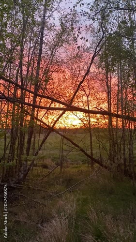 sunset through birch forest with glowing orange sky in spring countryside landscape