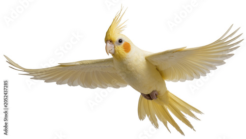 Canvas Print Yellow cockatiel bird with crest and orange cheek patches flying