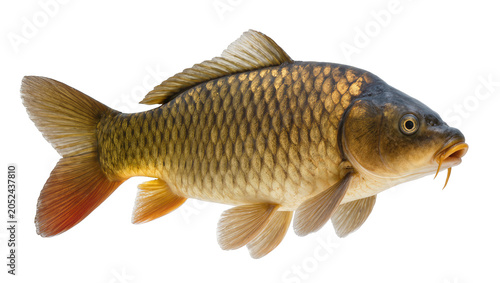 фотографія Common carp fish with golden scales and orange fins
