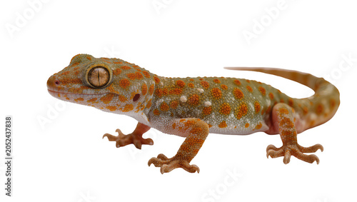 Photos Tokay gecko with orange spots and green scales