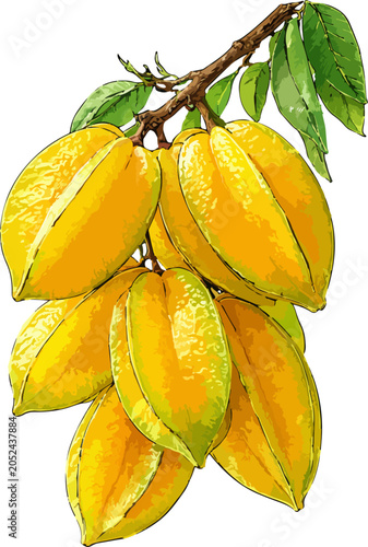 Photos Averrhoa carambola illustration art
