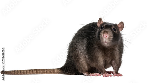 Tableau sur toile Dark brown rat with long tail looking forward