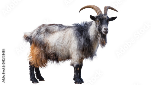 Foto Domestic goat with shaggy fur and curved horns