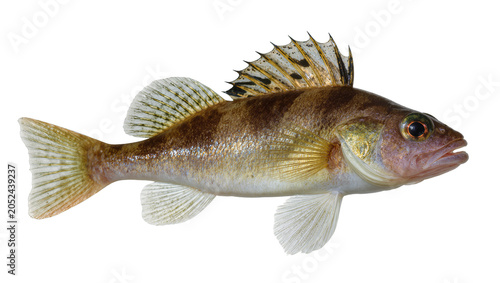 Fotografija Walleye fish with spiny dorsal fin and scales