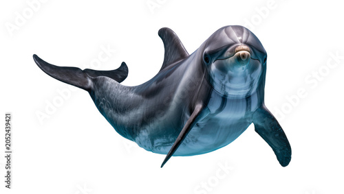 Quadro su tela Dolphin swimming with tail fluke up and head facing forward