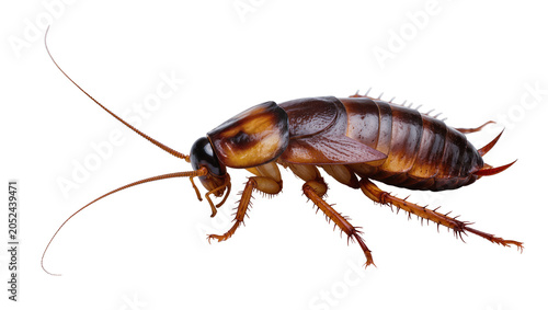 фотографія American cockroach insect with brown exoskeleton and long antennae
