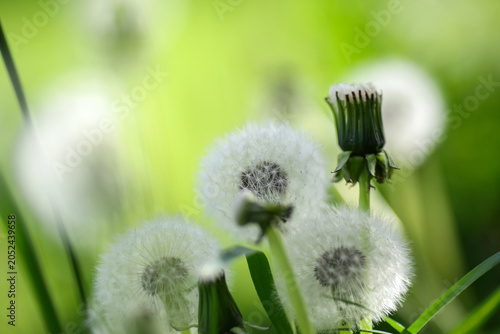 Summer background with dandelion