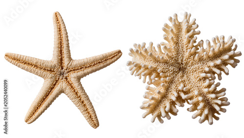 Bild auf Leinwand Starfish and Coral Skeleton