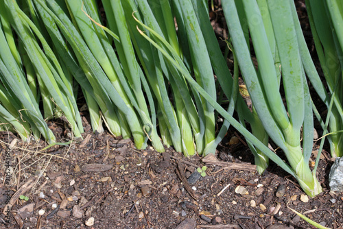 Row of spring onions in close up in a vegetable garden