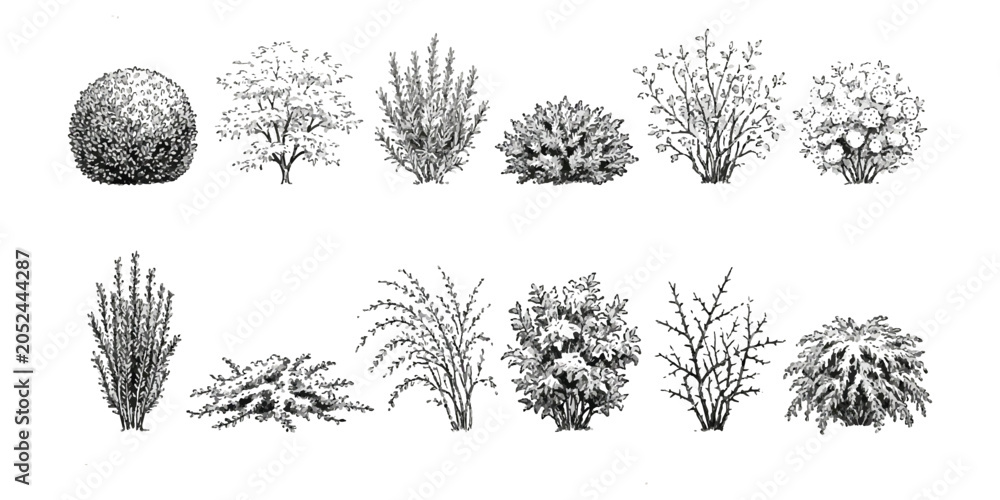 Fototapeta premium Set of black and white sketch illustrations of various garden shrubs and small decorative bushes