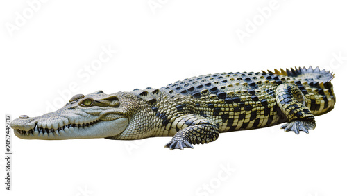 Schilderij op canvas Nile crocodile with scaly skin and sharp teeth