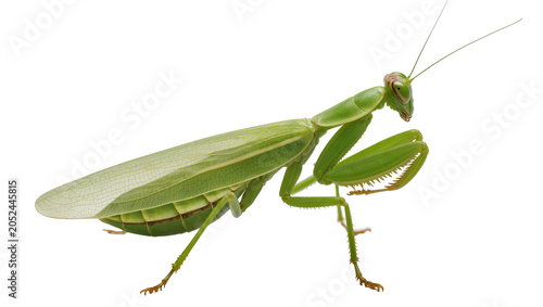 Foto Green praying mantis insect with large forelegs