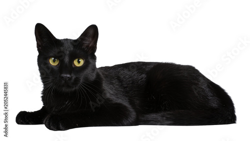 Canvas Print Black cat with bright yellow eyes lying down