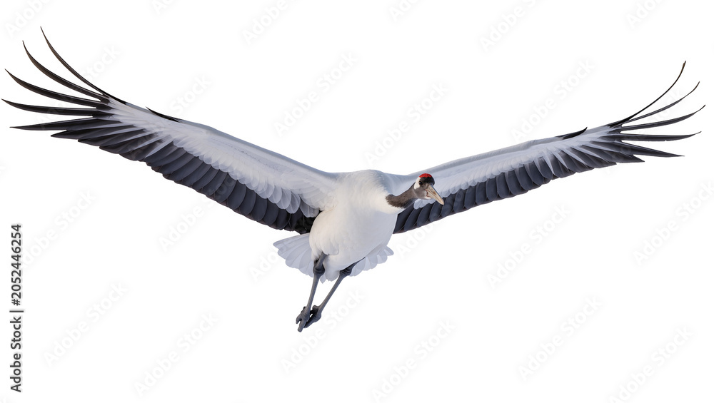 Fototapeta premium Red-crowned crane bird in flight with wings spread wide