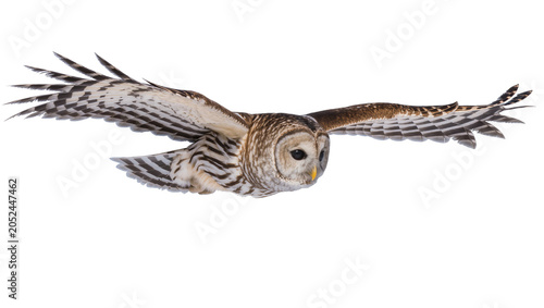 Bild auf Leinwand Barred owl in flight with wings spread wide