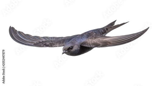 Canvastavla Swift bird in flight with wings spread wide