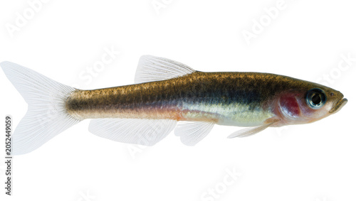 Quadro su tela Small freshwater fish with dark dorsal stripe and silver belly