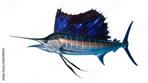 Bild auf Leinwand Atlantic Sailfish with Blue Dorsal Fin and Spear