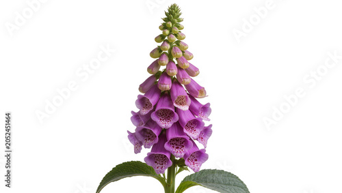 Foto Purple foxglove flower with green leaves