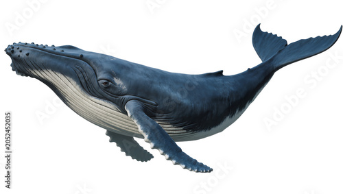 Foto Humpback whale swimming with pectoral fins extended