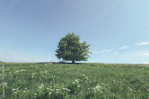 lonely tree in the field