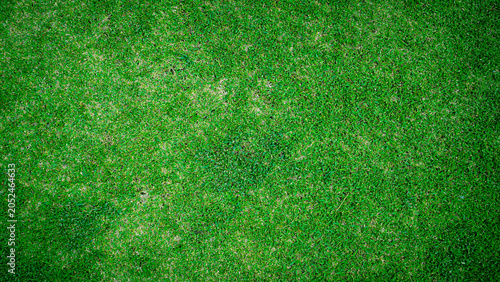 Green grass pattern and texture for background, top view background of garden bright grass concept.