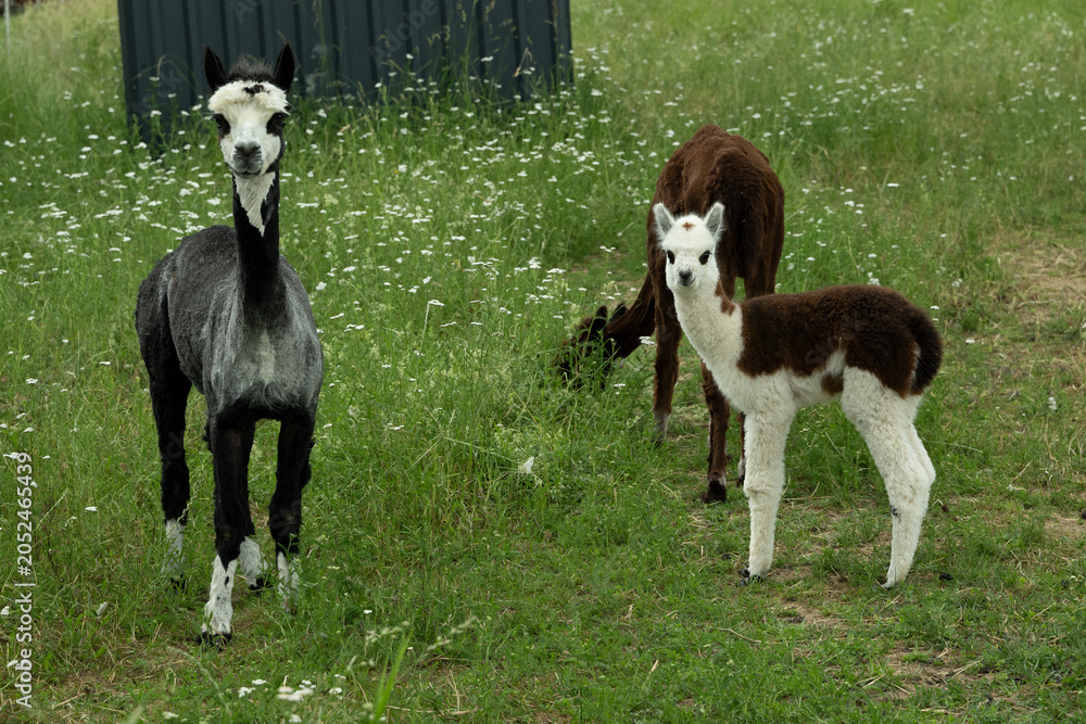 Fototapeta premium alpaka tier natur lama familie