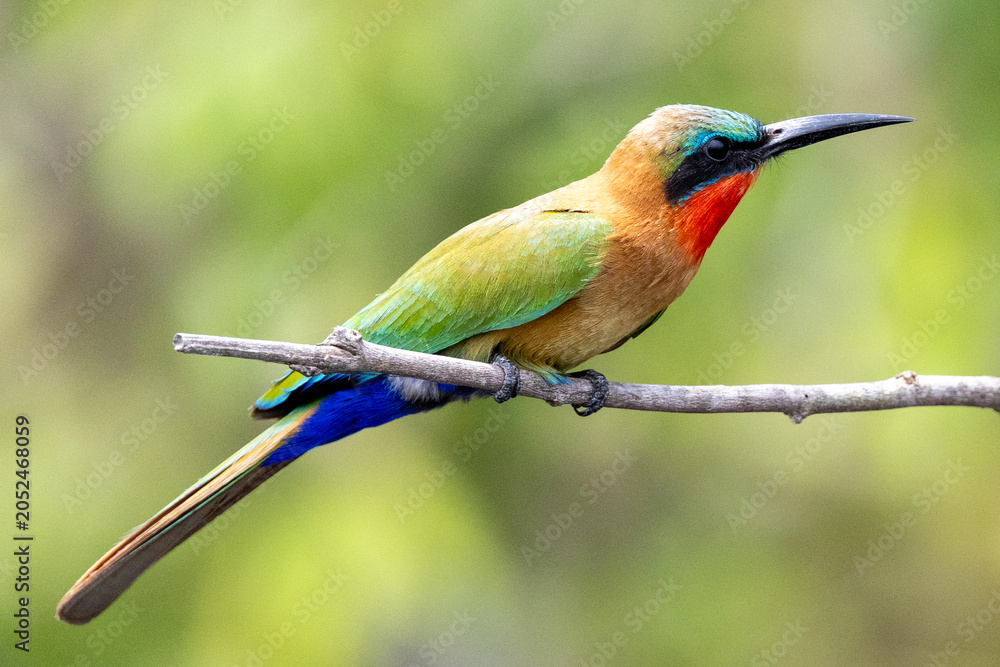 Obraz premium Ruby Throated Bee Eater Bird Uganda Safari Africa