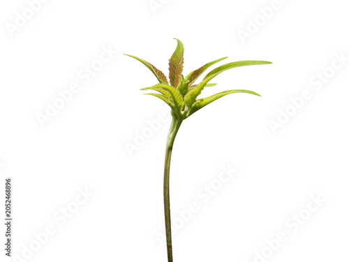 Slika na platnu Vitex negundo or Chinese chaste tree young leaves isolated on a white background