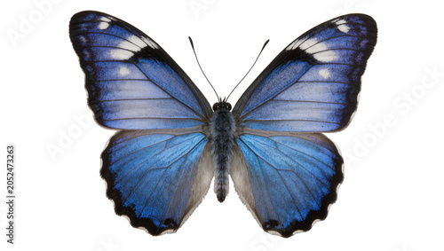 Foto Blue Morpho butterfly with iridescent wings and fuzzy body